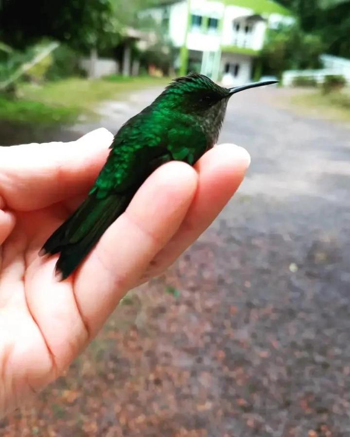 فندق Morro Reuterفي  Sitio Holistico Natureza Sanadora المظهر الخارجي الصورة